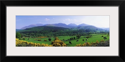 Mourne Mountains, County Down, Ireland, Grazing Animals