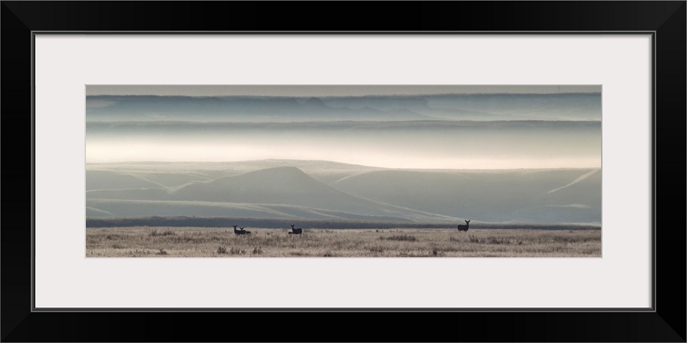 Mule Deer On The Prairies With Fog Shrouded Coulees And Buttes, Canada