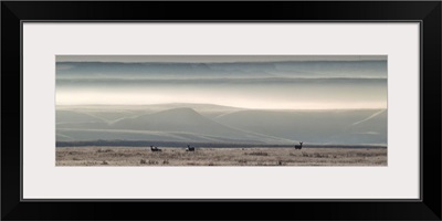 Mule Deer On The Prairies With Fog Shrouded Coulees And Buttes, Canada