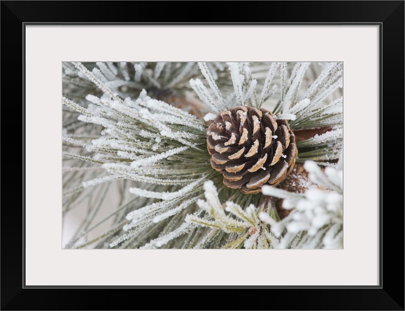 Needles Of A Pine Tree And A Pine Cone Covered In Frost, Calgary, Alberta, Canada