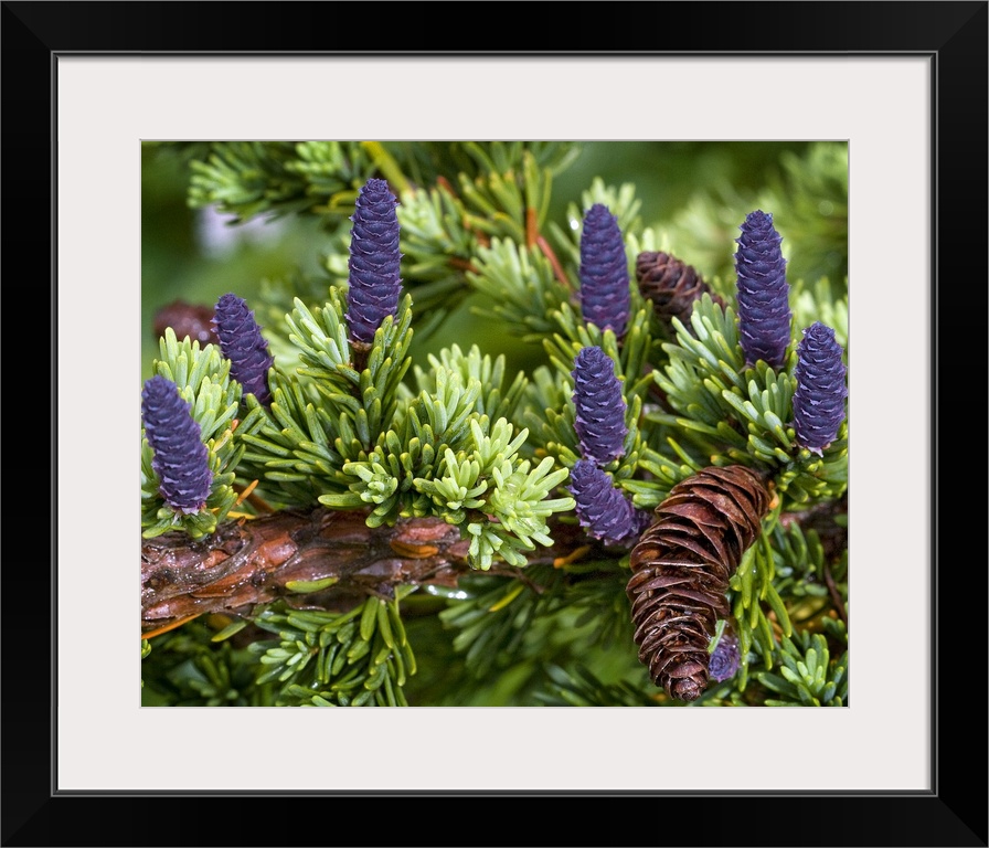 Up close photograph of conifer tree's branch with different colored pine cones and needle-like leaves in Alaska.