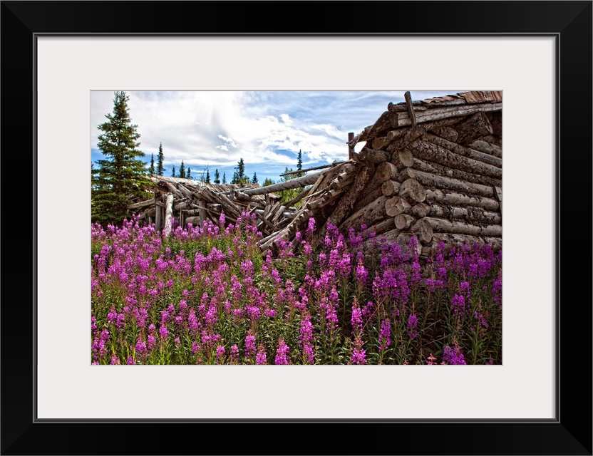 Old Trappers Cabin Surrounded By Fireweed At Silver City, Yukon, Canada