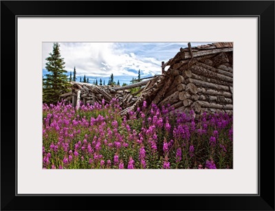 Old Trappers Cabin Surrounded By Fireweed At Silver City, Yukon, Canada