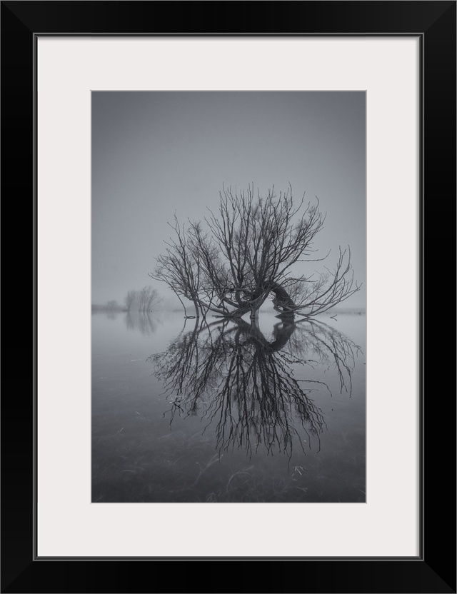 Detail of old willow tree in flooded field near Wicken Fen, Cambridgeshire, England, UK.