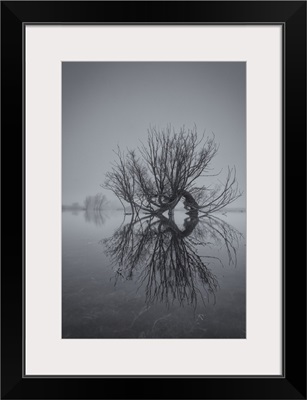 Old Willow Tree Reflected In A Flooded Field