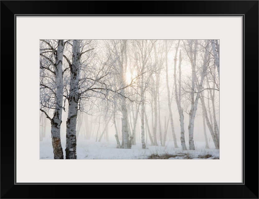 Ontario, Canada, Birch Trees In The Fog