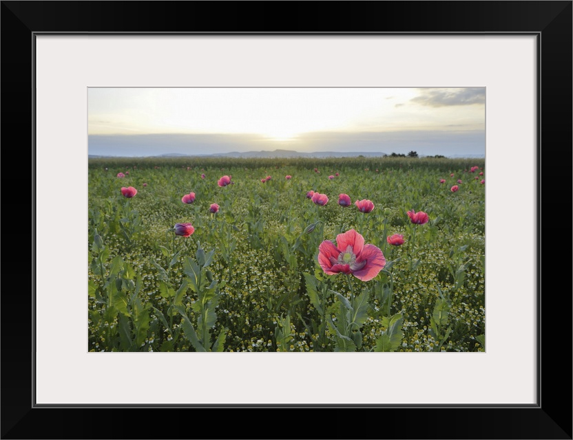 Opium Poppies (Papaver somniferum) in field at Sunrise, Summer, Germerode, Hoher Meissner, Werra Meissner District, Hesse,...