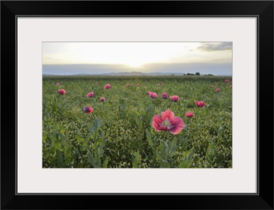 Opium Poppies In Field At Sunrise, Hesse, Germany