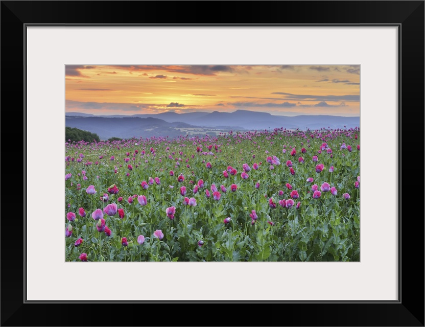 Opium Poppy Field (Papaver somniferum) at Sunrise, Summer, Germerode, Hoher Meissner, Werra Meissner District, Hesse, Germany