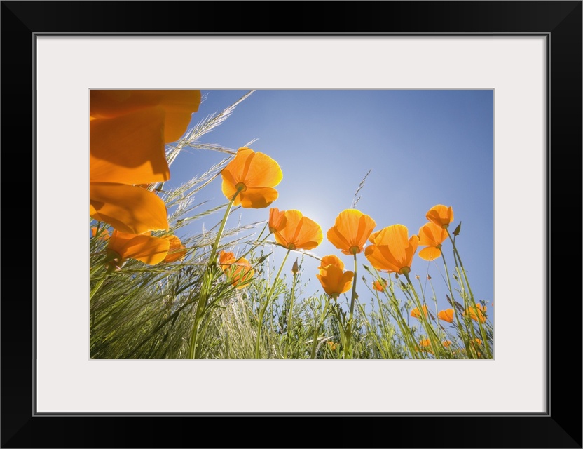 Orange Poppies