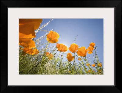 Orange Poppies