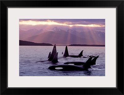 Orca Pod in Lynn Canal w/Sunrays on Chilkat Mtn AK SE Summer Evening Composite