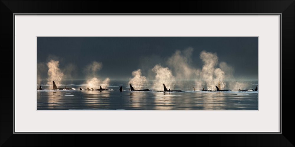 A group of Orca (killer) whales come to the surface on a calm day in Lynn Canal, Alaska, near Juneau.