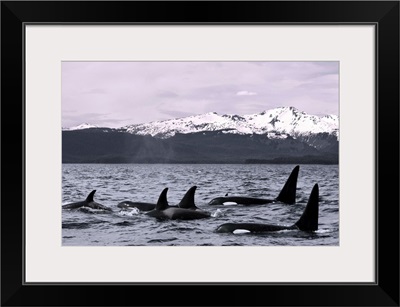 Orca Whales surface in Lynn Canal with Chilkat Mountains in the distance, Alaska