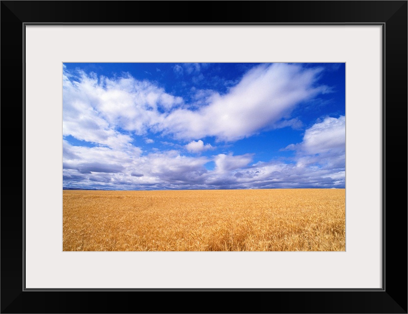 Oregon, View Of Large Wheat Field Against A Blue Sky With Large White Clouds