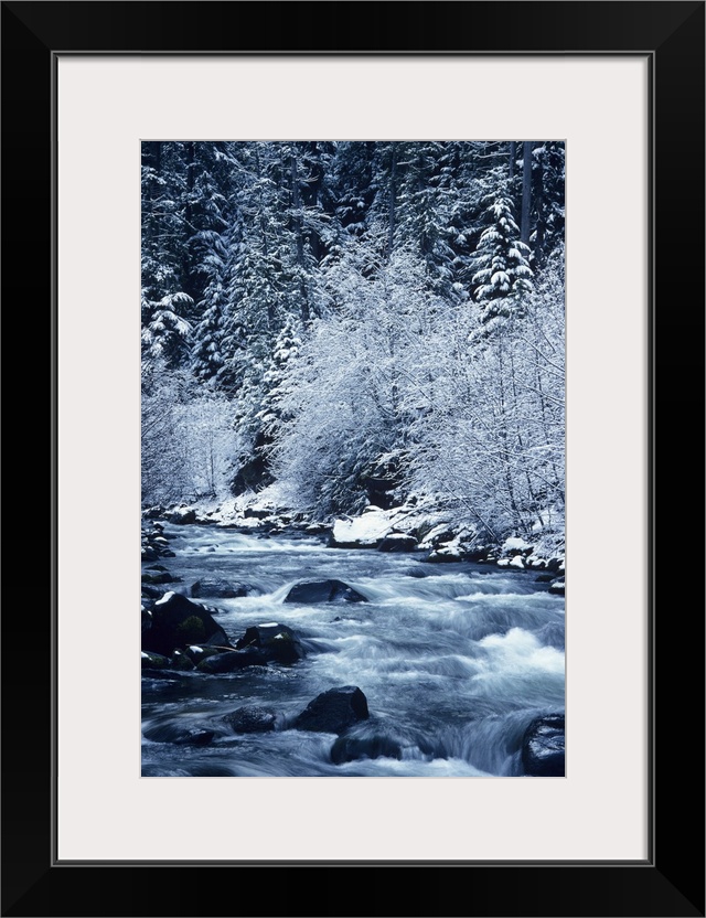 Oregon, Willamette National Forest, Salt Creek, Snowy Trees