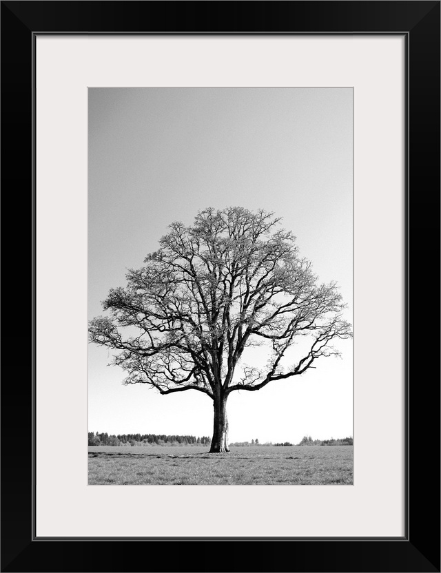 Oregon, Willamette Valley, Oak tree in early spring season