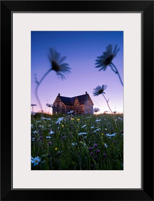 Oxeye Daisies And Abandoned House At Dusk, Quebec, Canada