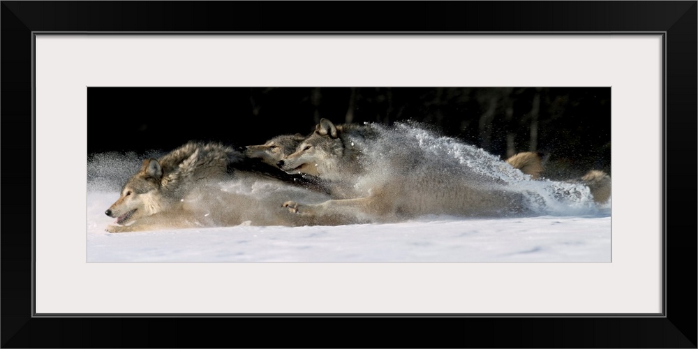 Horizontal photograph on a large canvas of three wolves running through snow, in Alaska.