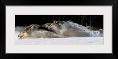 Pack of Grey Wolves Running Through Deep Snow