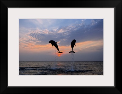 Pair of Bottle Nose Dolphins Jumping @ Sunset Roatan Honduras Summer Backlit