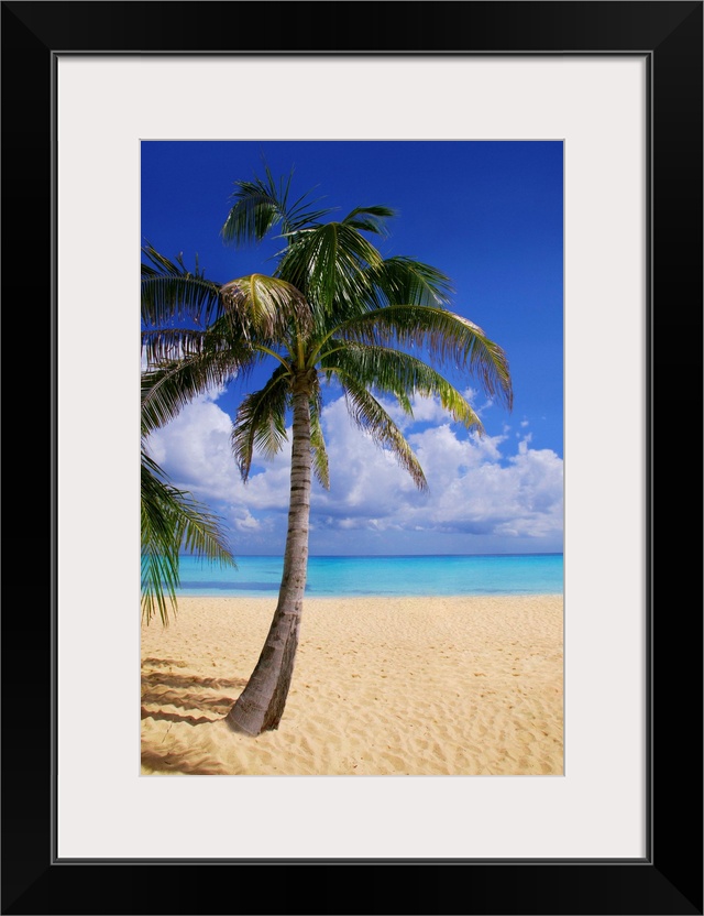 Palm Tree On Tropical Beach