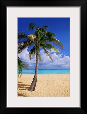 Palm Tree On Tropical Beach