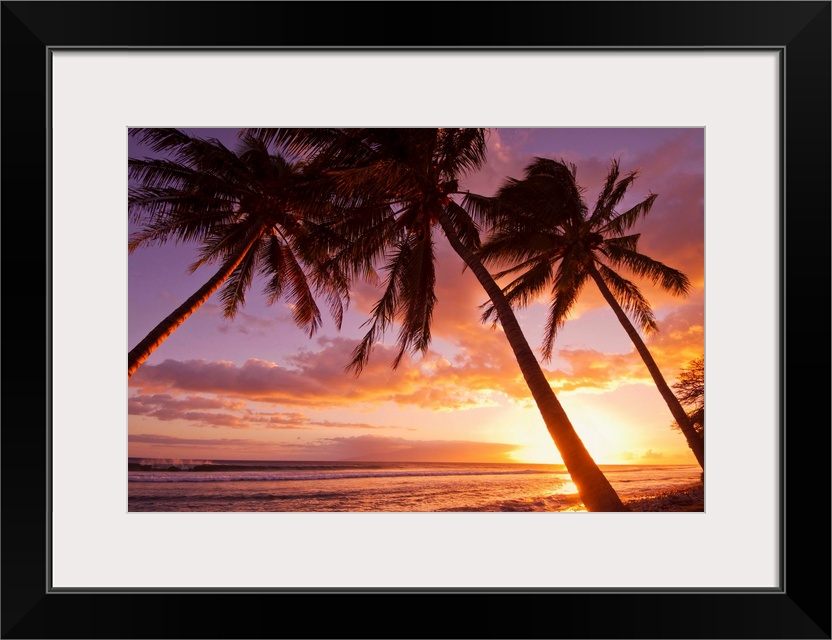 Palm trees at sunset, Olowalu, Maui, Hawaii, United States of America