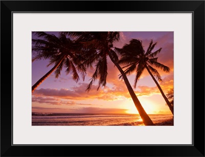 Palm trees at sunset, Olowalu, Maui, Hawaii, United States of America