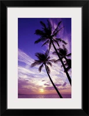 Palm Trees At Sunset, Wailea, Maui, Hawaii, United States Of America