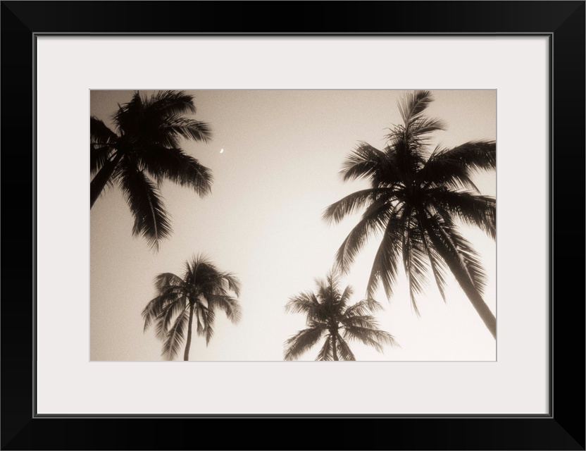 Palm trees silhouetted against evening sky, Small crescent moon