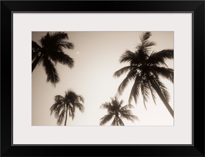 Palm trees silhouetted against evening sky, Small crescent moon