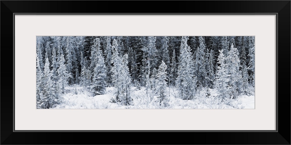 Giant landscape photograph of a line of spruce trees covered in frost, surrounded by a snowy landscape in Chugach State Pa...