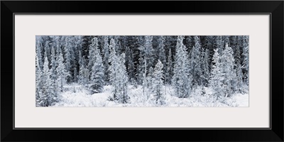 Panoramic view of hoar frost covered spruce trees in Chugach State Park