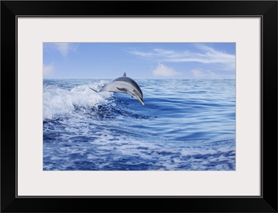 Pantropical Spotted Dolphin Leaping Out Of The Pacific Ocean, Hawaii