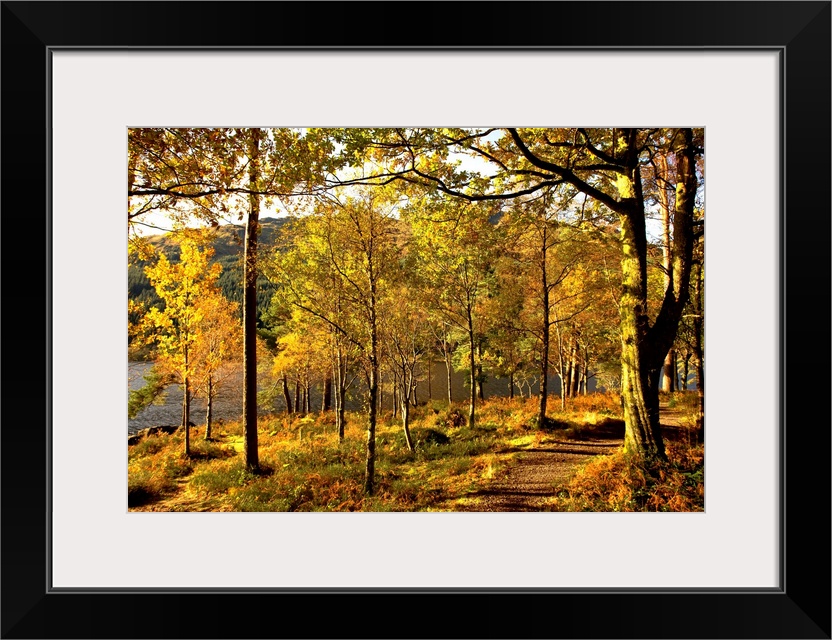 Path Through Autumn Woods, Argyll And Bute, Scotland