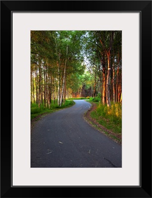 Paved path winding through the forest, Tony Knowles Coastal Trail, Anchorage, Alaska