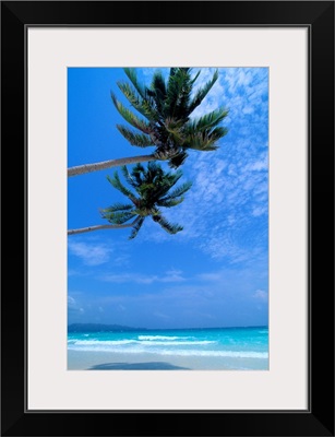 Philippines, Boracay Island, White Sand Beach, Clear Waters, Two Palm Trees