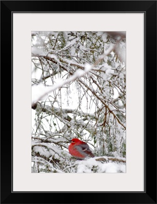 Pine Grosbeak On Snowy Branch Winter SC Alaska