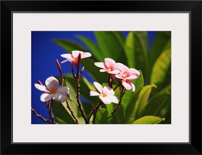 Pink Plumeria Blossoms Growing From Tree, Blue Sky In Background