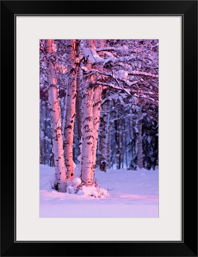 A photo of the sunset light falling on tree trunks of a  birch, winter, Russian Jack Springs Park, Anchorage, Southcentral...