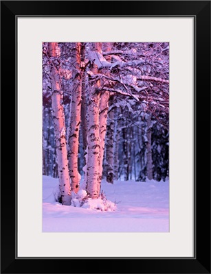 Pink Sunset light falling on Birch trees at Russian Jack Springs Park, Anchorage, AK