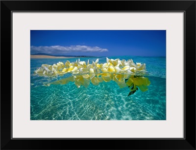 Plumeria Lei Floating On Ocean Surface