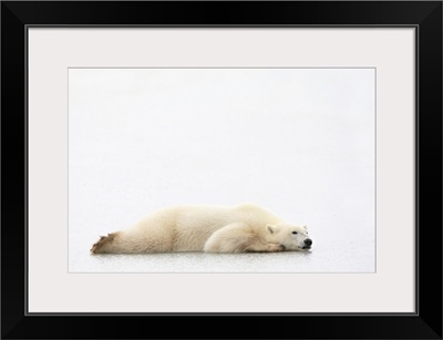Polar Bear Laying Down