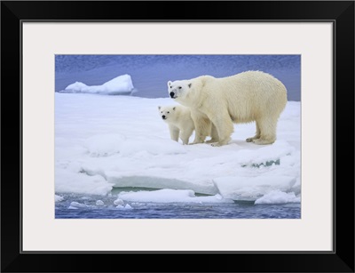 Polar Bear Mother And Cub On Pack Ice Wearing Ear Tags, Svalbard, Norway
