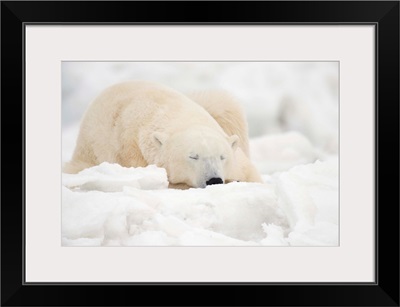Polar Bear Sleeping In The Snow, Churchill, Manitoba, Canada