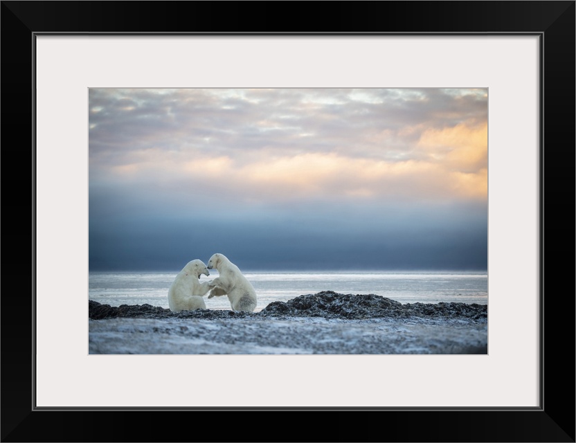 Polar bears (Ursus maritimus) wrestle on shoreline at dawn, Arviat, Nunavut, Canada