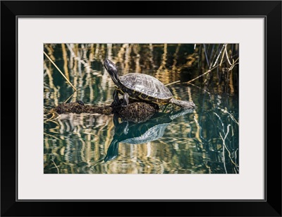 Pond Slider Turtle, Riparian Preserve At Water Ranch, Gilbert, Arizona