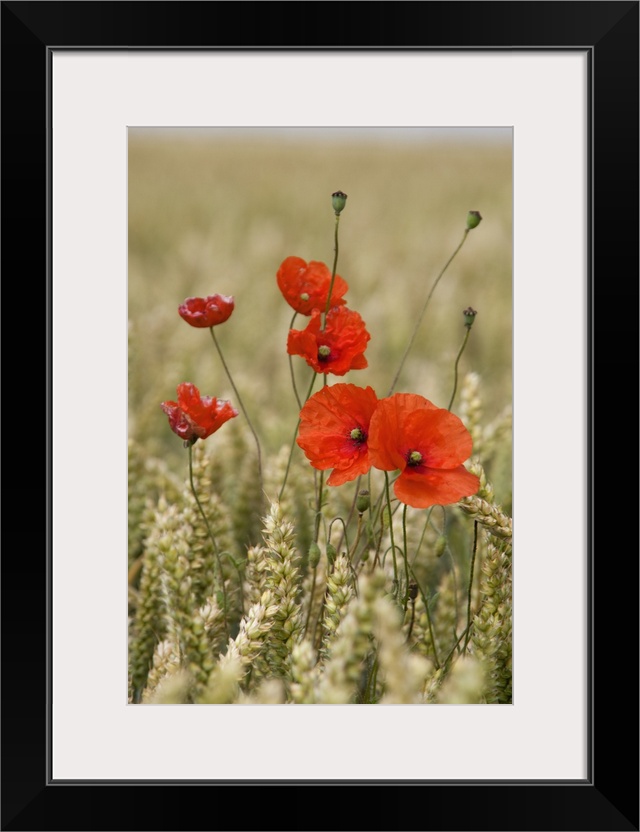 Poppies In A Grain Field