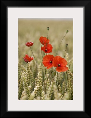 Poppies In A Grain Field